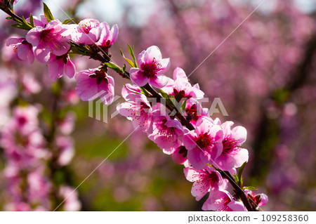 Beautiful blooming peach trees in spring garden Beautiful blooming peach trees in spring garden 109258360