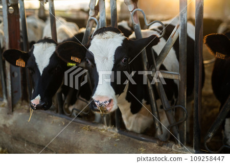 Black and white cows eating hay peeking through stall fence on farm Black and white cows eating hay peeking through stall fence on farm 109258447