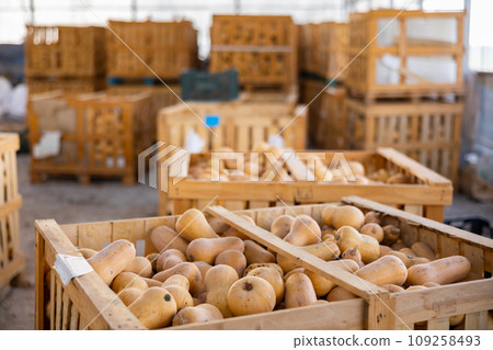 Large wooden box full of houneynut squashes in warehouse Large wooden box full of houneynut squashes in warehouse 109258493