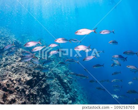 A powerful school of amberjack (horse mackerel family) attacking a large school of yellowtail on Hirizo Beach. Nakagi, Minamiizu Town, Kamo District, Izu Peninsula, Shizuoka Prefecture 109258703