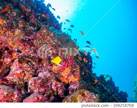Hirizo Beach's beautiful Redfish (Chateodonidae), Red Grouper (Grouperidae), and Goldfish (Grouperidae). 109258708