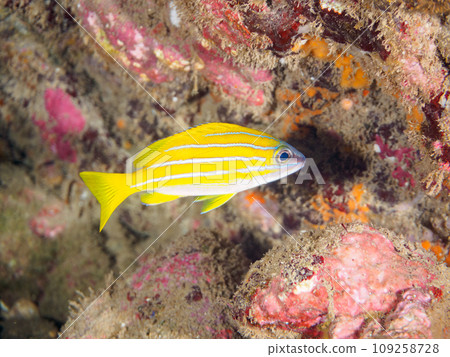 Beautiful young Rokusen snapper (Snaper family) at Hirizo Beach. Ferry from Nakagi, Minamiizu Town, Kamo District, Izu Peninsula, Shizuoka Prefecture Beautiful young Rokusen snapper (Snaper family) at Hirizo Beach. Ferry from Nakagi, Minamiizu Town, Kamo District, Izu Peninsula, Shizuoka Prefecture 109258728