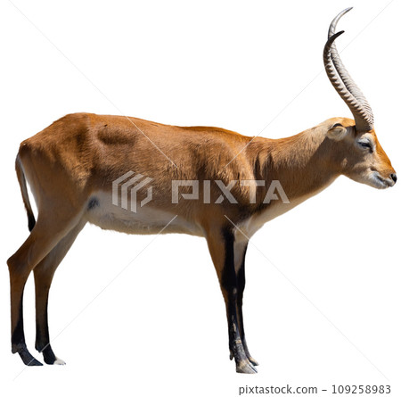 Cobe lechwe african antelope of genus waterbuck Cobe lechwe african antelope of genus waterbuck 109258983