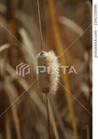 withered fluff 109258999