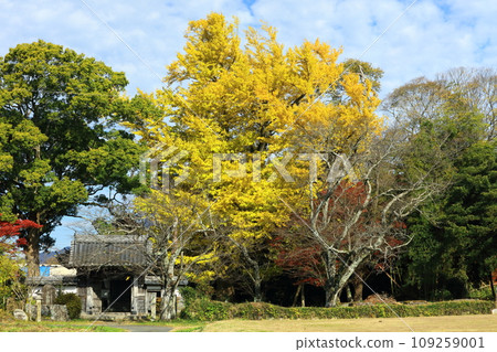 Gongsun tree of Tanba Kokubunji Temple Gongsun tree of Tanba Kokubunji Temple 109259001