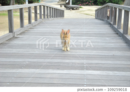 little rabbit crossing the bridge little rabbit crossing the bridge 109259018