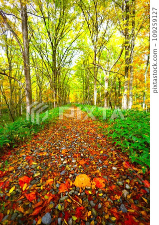 Autumn trip to Hokkaido with autumn leaves in October, National Route 273, the Shihoro line ruins in Kamishihoro town, Lake Nukabira and the lakebed railway in Shikaoi town, Autumn trip 109259127