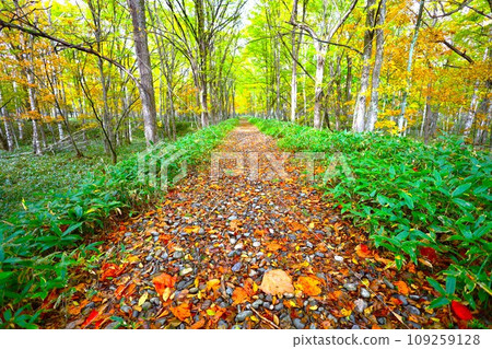 十月秋葉的北海道秋遊、國道273號線、上士幌町的志幌線遺址、糠平湖、鹿追町的湖床鐵道、秋遊 109259128