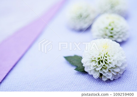 Background material of a white chrysanthemum called Ping Pong Mom placed on a simple pale blue-purple background, Buddhist image Background material of a white chrysanthemum called Ping Pong Mom placed on a simple pale blue-purple background, Buddhist image 109259400