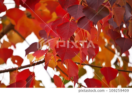 Autumn leaves of Nankin Goby (autumn, November) Autumn leaves of Nankin Goby (autumn, November) 109259409