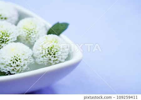 A white chrysanthemum called Ping Pong Mom floating in water in a boat-shaped container on a light blue background, memorial service image A white chrysanthemum called Ping Pong Mom floating in water in a boat-shaped container on a light blue background, memorial service image 109259411