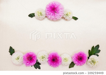 A cute background material with white and pink round chrysanthemum flowers arranged against a cream-colored satin cloth background. 109259449