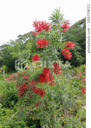 plants in monet's garden plants in monet's garden 109259621