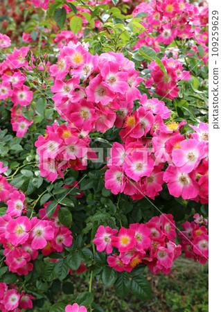 plants in monet's garden plants in monet's garden 109259629