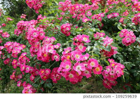 plants in monet's garden 109259639