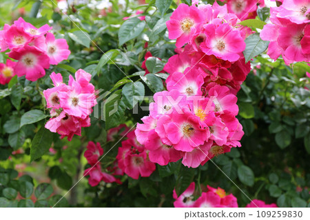 plants in monet's garden 109259830