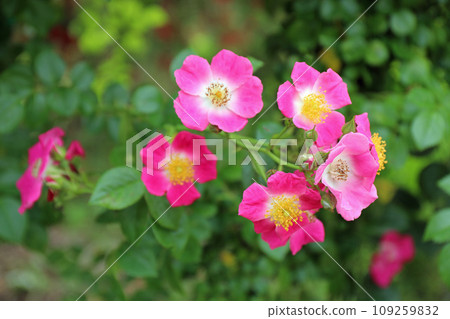 plants in monet's garden 109259832