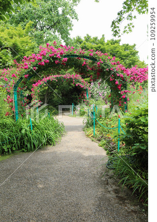 莫內花園裡的植物 莫內花園裡的植物 109259954