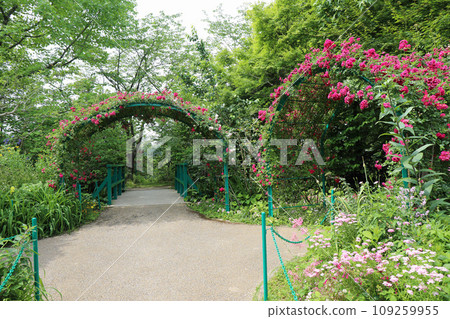 莫內花園裡的植物 109259955