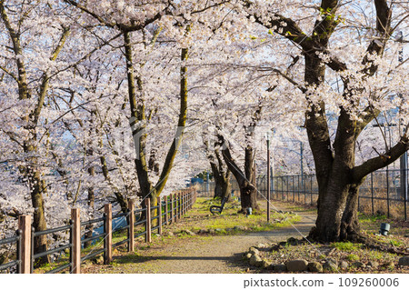 山梨縣甲州市的春天:勝沼武道峽站(神六櫻公園)的櫻花 山梨縣甲州市的春天:勝沼武道峽站(神六櫻公園)的櫻花 109260006