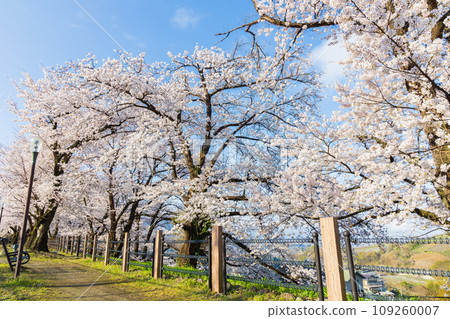 Spring in Koshu City, Yamanashi Prefecture: Cherry blossoms at Katsunuma Budokyo Station (Jinrokuzakura Park) Spring in Koshu City, Yamanashi Prefecture: Cherry blossoms at Katsunuma Budokyo Station (Jinrokuzakura Park) 109260007