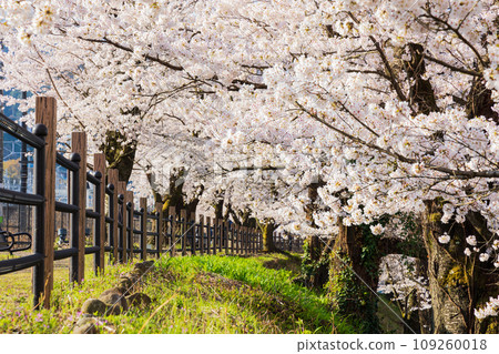 Spring in Koshu City, Yamanashi Prefecture: Cherry blossoms at Katsunuma Budokyo Station (Jinrokuzakura Park) Spring in Koshu City, Yamanashi Prefecture: Cherry blossoms at Katsunuma Budokyo Station (Jinrokuzakura Park) 109260018