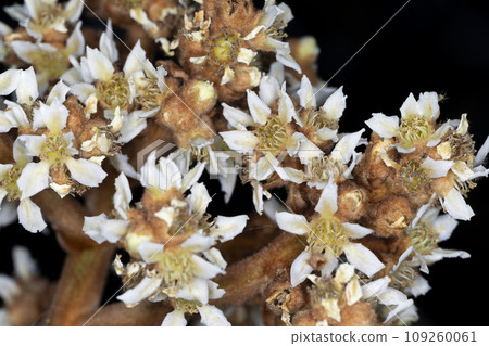 Flower of loquat Flower of loquat 109260061