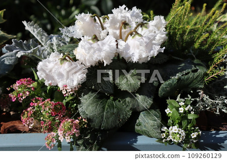 換花仙客來群植 109260129