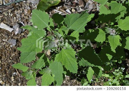 常見的藜 常見的藜 109260158