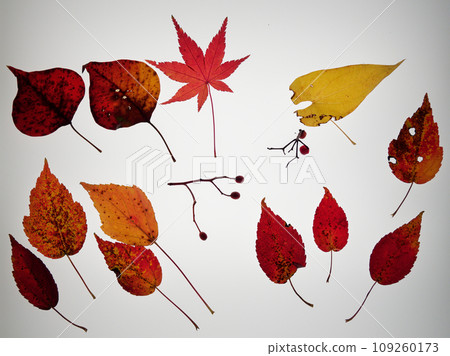 秋天的色彩，落葉的季節 109260173
