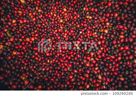 Red cherry coffee beans in a bucket Red cherry coffee beans in a bucket 109260280
