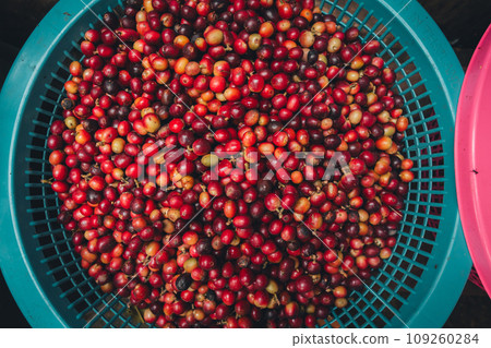 Red cherry coffee beans in a bucket Red cherry coffee beans in a bucket 109260284