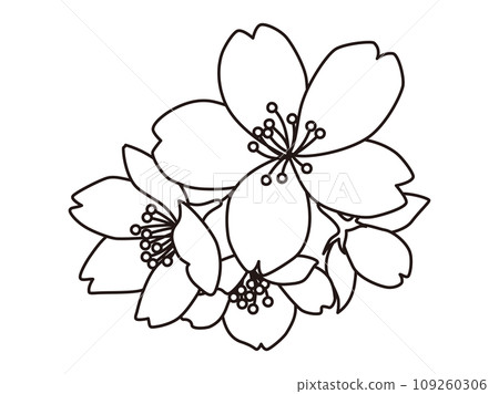 A simple monochrome line drawing of cherry blossoms that can be used as a focal point A simple monochrome line drawing of cherry blossoms that can be used as a focal point 109260306