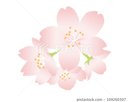Simple cherry blossom illustration that can be used as a focal point, gradation color Simple cherry blossom illustration that can be used as a focal point, gradation color 109260307