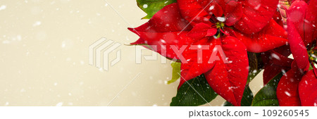 Christmas Poinsettia flower closeup 109260545