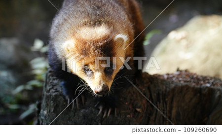 兩隻獾爬上石頭 109260690