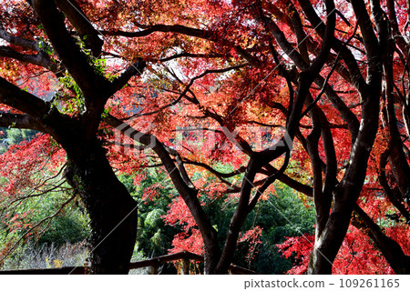 觀音山的紅葉 2022-11-24 #54 觀音山的紅葉 2022-11-24 #54 109261165