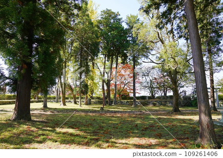 兵庫縣、丹波筱山、筱山城、主圍遺址的柏樹等（北方向，深秋） 109261406