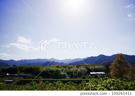 Hyogo, Tamba Sasayama, Sasayama Castle, Sannomaru south plaza and cloud-crested bamboo grove seen from Ninomaru (south direction, late autumn) 109261411