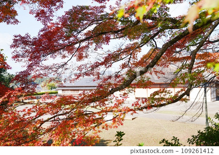 Hyogo, Tamba Sasayama, Sasayama Castle, autumn leaves and Daishoin (late autumn) 109261412