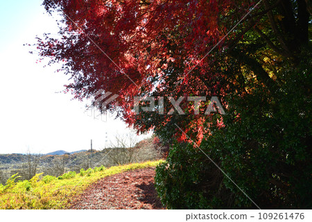 Autumn leaves of Mt. Kannon 2022-11-24 #71 109261476