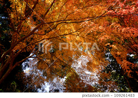 Autumn leaves of Mt. Kannon 2022-11-24 #77 Autumn leaves of Mt. Kannon 2022-11-24 #77 109261483