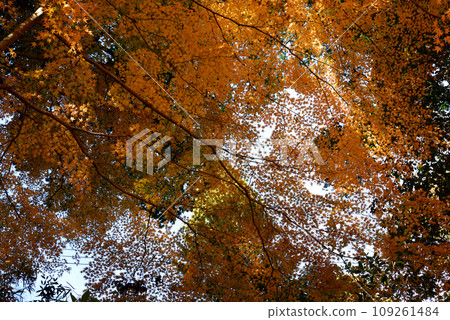 Autumn leaves of Mt. Kannon 2022-11-24 #78 109261484