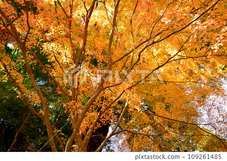 Autumn leaves of Mt. Kannon 2022-11-24 #79 Autumn leaves of Mt. Kannon 2022-11-24 #79 109261485