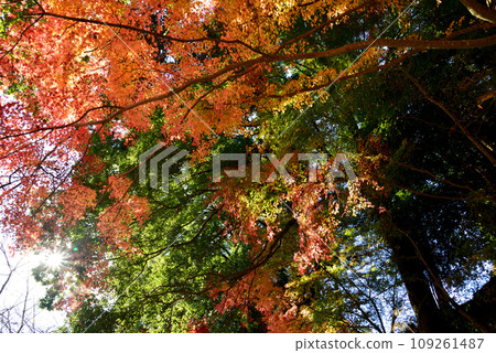 觀音山的紅葉 2022-11-24 #80 觀音山的紅葉 2022-11-24 #80 109261487