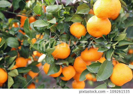 Mandarin fruits in the mandarin orange field 109261535