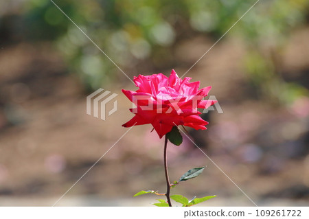 荒尾市少女公民花壇玫瑰花, 荒尾市少女公民花壇玫瑰花, 109261722