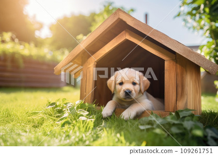 Puppy in a Dog House, Generative AI Puppy in a Dog House, Generative AI 109261751
