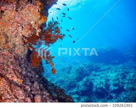 Beautiful sea larches (soft coral) and other groups of goldfish (subfamily Anidae) at the Hirizo beach drop-off 109261901