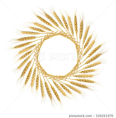 Dry rye spikelets in a round frame arrangement isolated on white 109261970